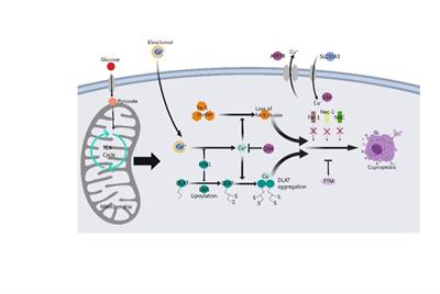 Cuproptosis in stroke: focusing on pathogenesis and treatment